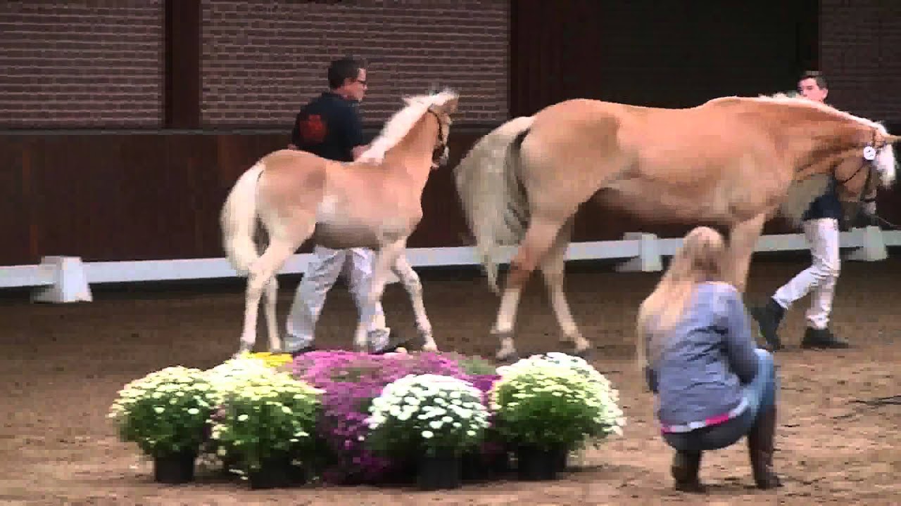 nationale veulen en elite keuring 2015 KVTH