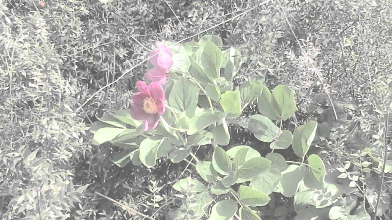 rize ikiztepe otelkurdu.com