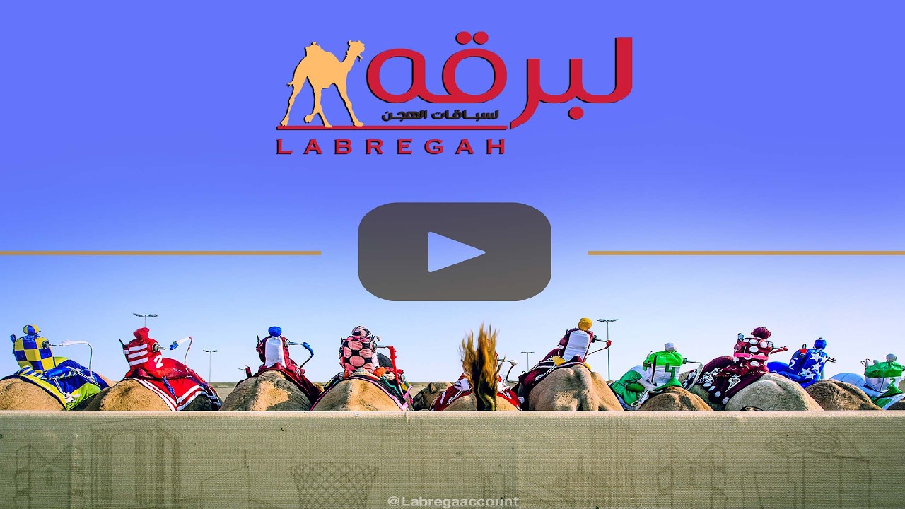 ش18 عسيلة لـ هجن الشحانية (فاران محمد بن قريع) المحلي السابع 13-02-2026م جذاع بكار مفتوح 9:11:29