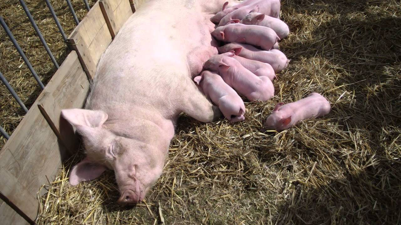 &laquo; La F&ecirc;te du Cochon &raquo; &agrave; Ungersheim (12 mai 2013)