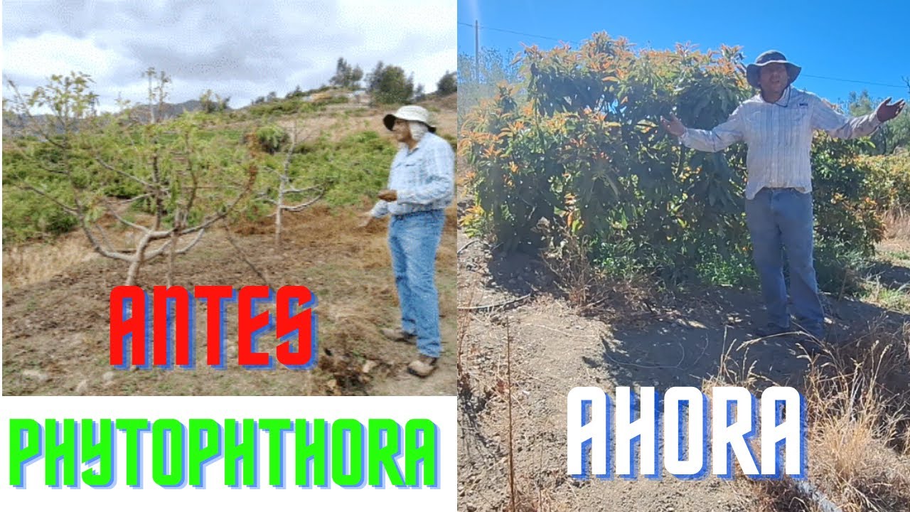 Controlando PHYTOPHTHORA en Aguacate o palta