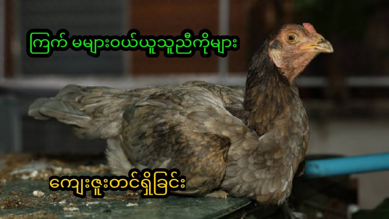 ကြက ်မဝယ်ယူသည့် ညီကိုများသို့....