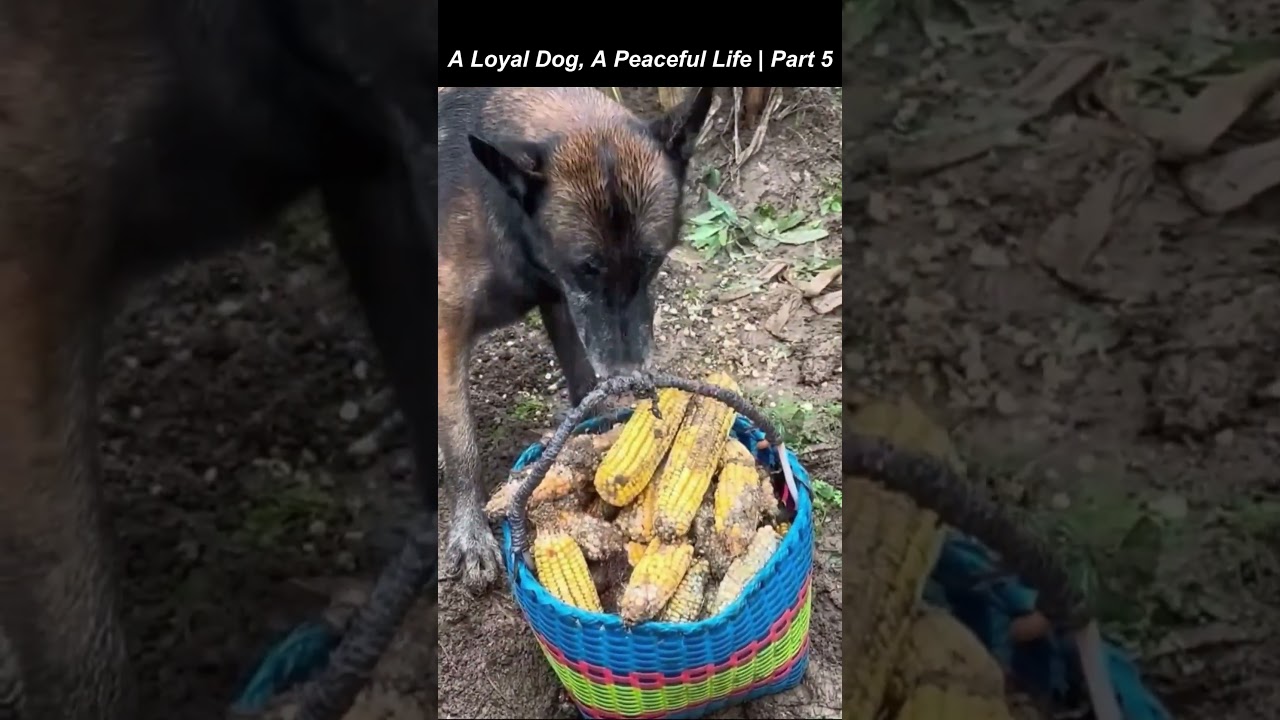 A Loyal Dog, A Peaceful Life | Part 5