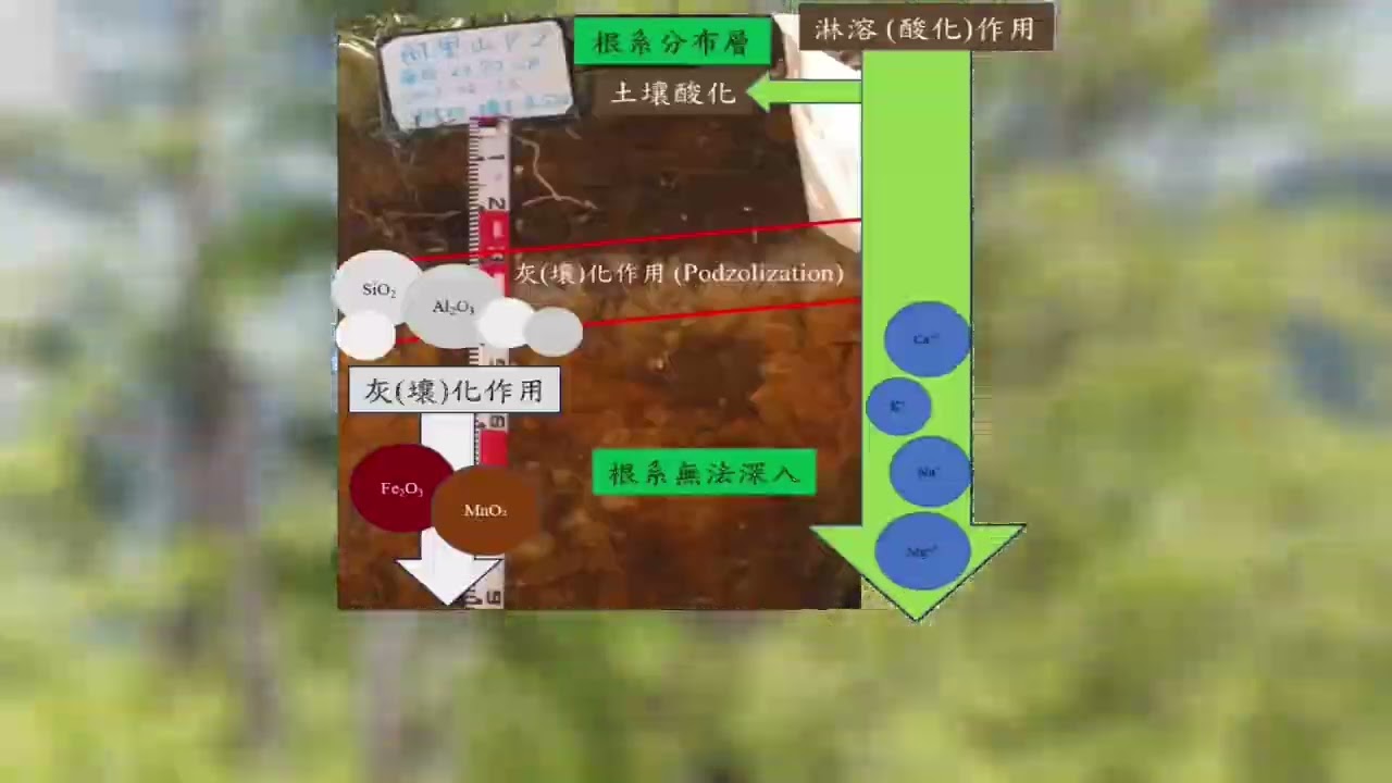 嘉義大學調查阿里山巨木工作集錦-阿里山巨木樹齡變更記者會-20220111