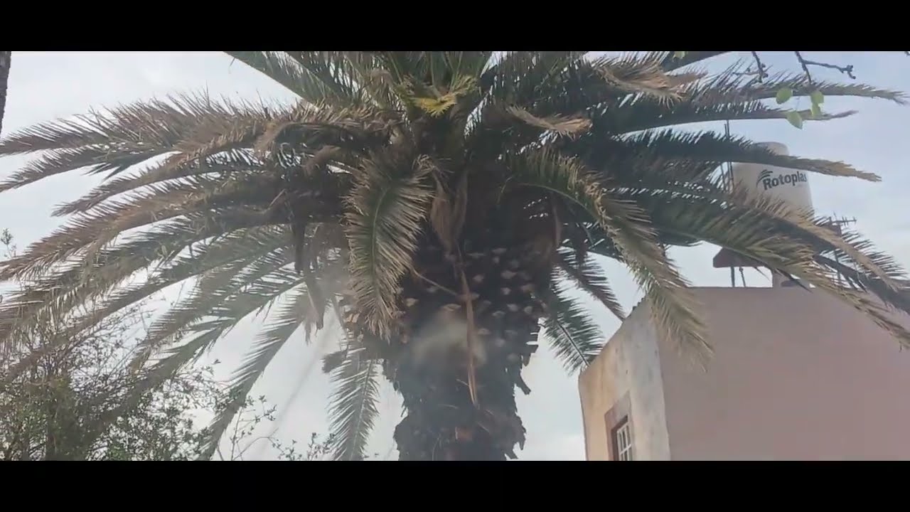 ASI SE PRENDIO LA PALMA DE CHELUZ EN LA CIENEGA DE SAN JOSE