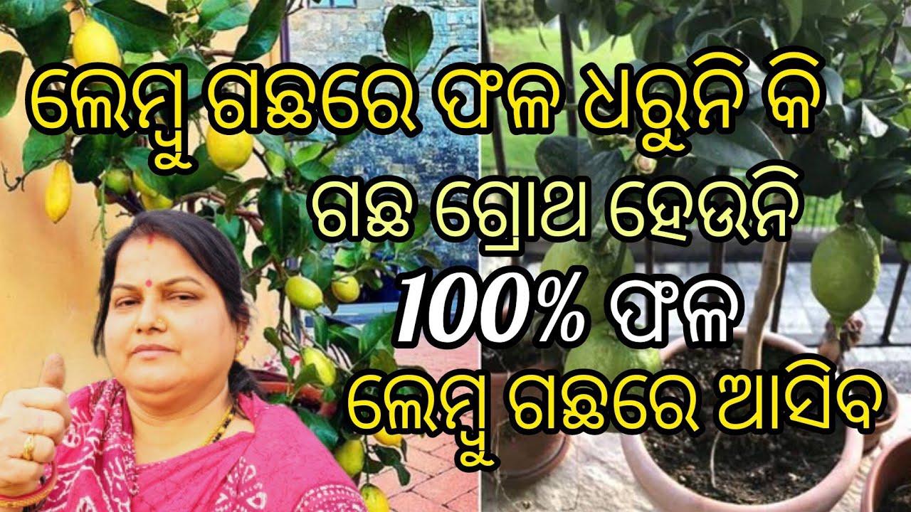 ଲେମ୍ବୁ ଗଛରେ ଫଳ ଧରୁନି କି /ଗଛ ଗ୍ରୋଥ ହେଉନି / 100% ଫଳ ଲେମ୍ବୁଗଛରେ ଆସିବ #Lemon plant to grow at home
