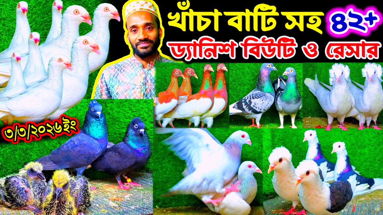 খাঁচা বাটি সহ সম্পূর্ণ খামারের কবুতর বিক্রি হবে | ১০০% ডিম বাচ্চা সহ বুম্বাই ড্যানিশ রেসার সহ ৪২ জোড়