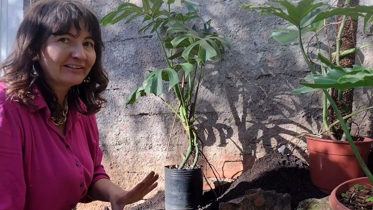 Aprenda a MONTAR um JARDIM TROPICAL do ZERO!