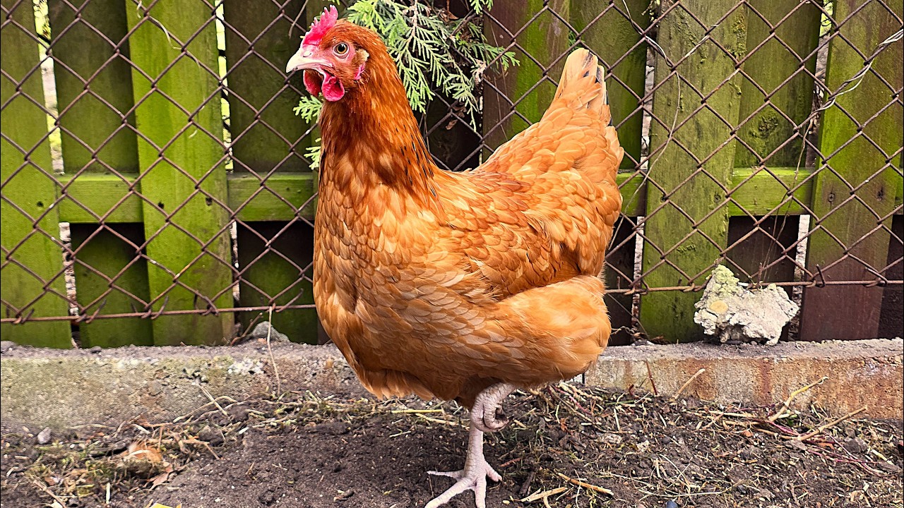 Spotkałem Myśliwych - odcinek 540  To jest kura - odcinek nie dla zasięg&oacute;w, ale dla jaj