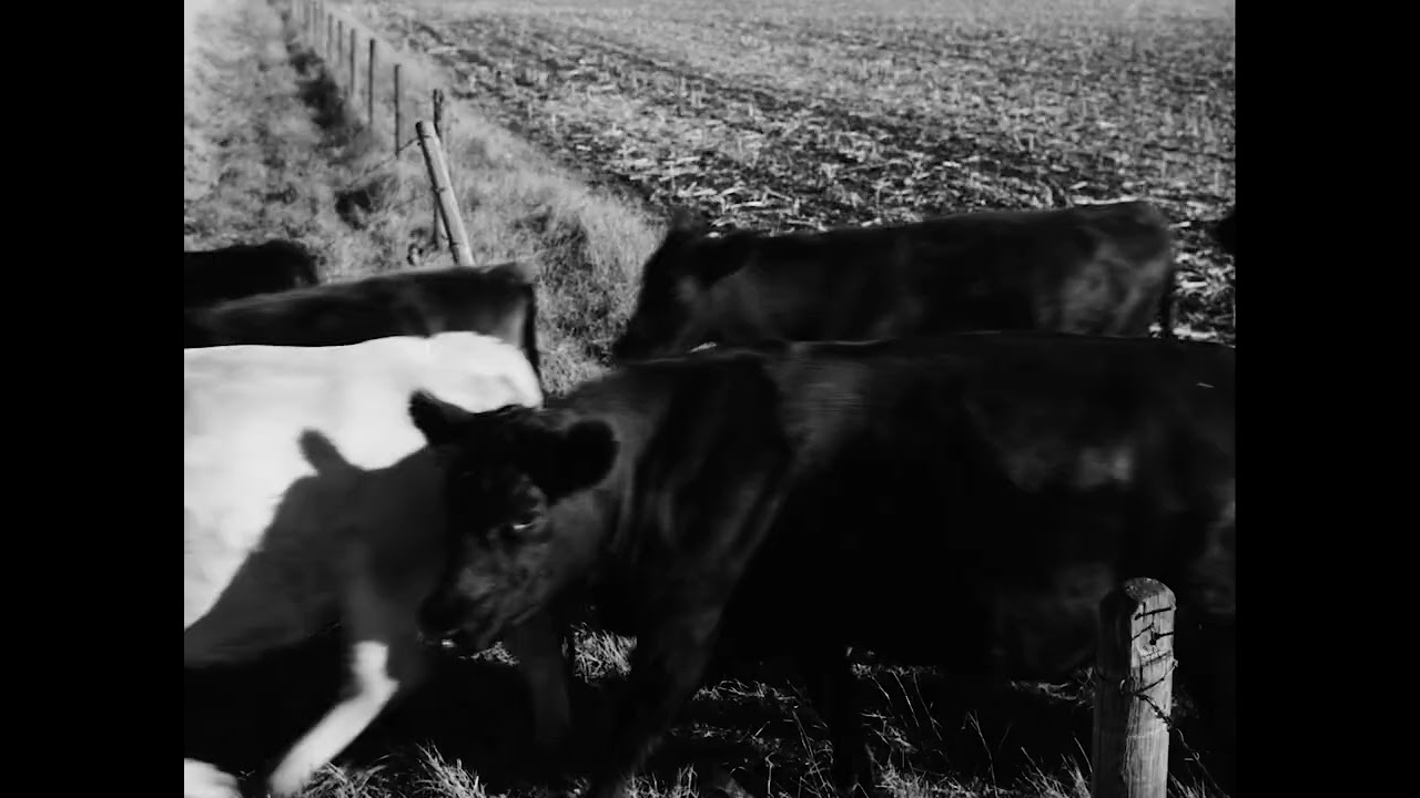 PAVAN CATTLE DRIVE OLD FILM