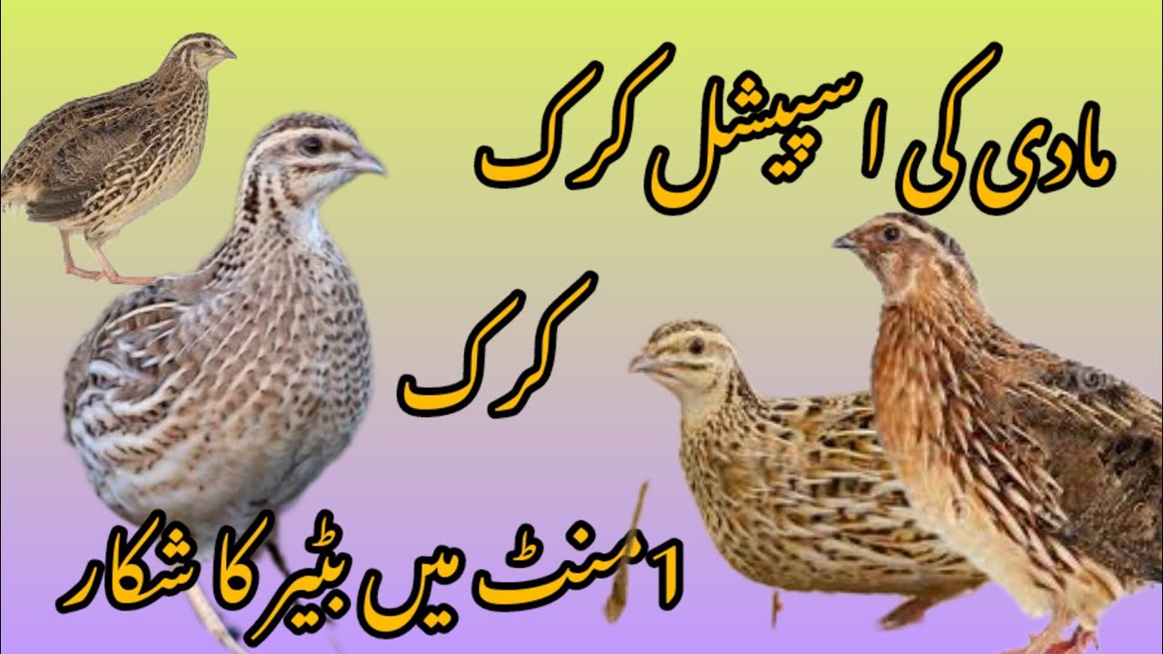 Female batair volume 35 || 2023 new video kirk madi batair