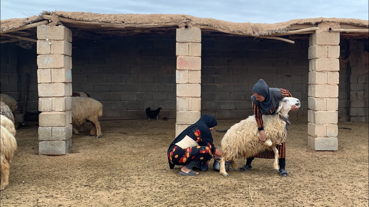 أم الرضا تحلب الخروف لكنها غاضبة 😟🐑🥛