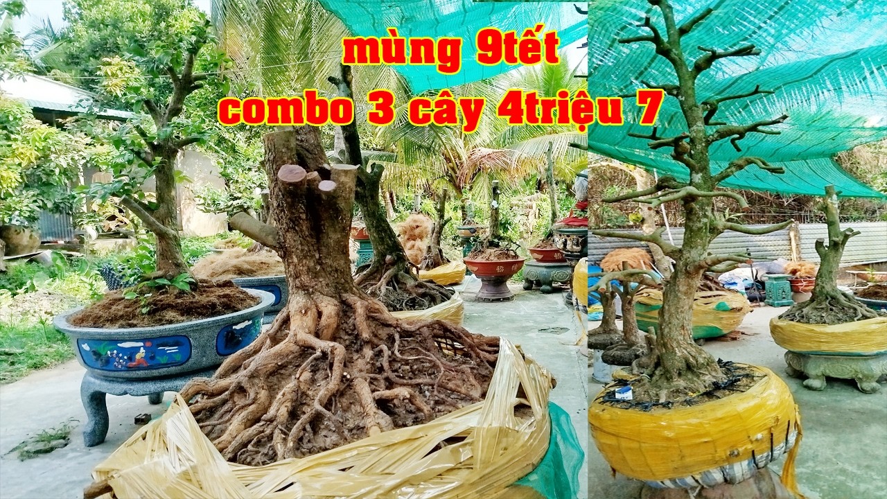 Phôi Mai Tứ Qúy 0979485087 Anh Lâm | Tứ Qúy Miệt Vườn