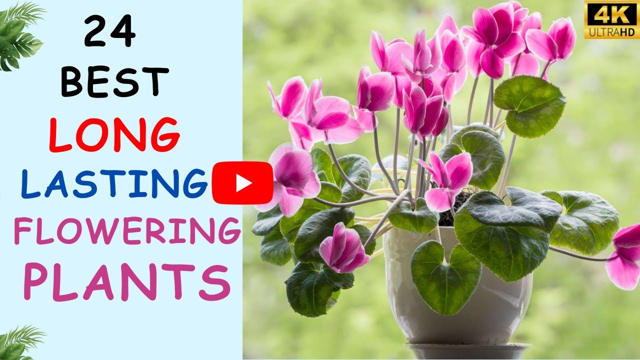 20 Best Long Lasting Flowering Plants | Easy to Grow Flowers