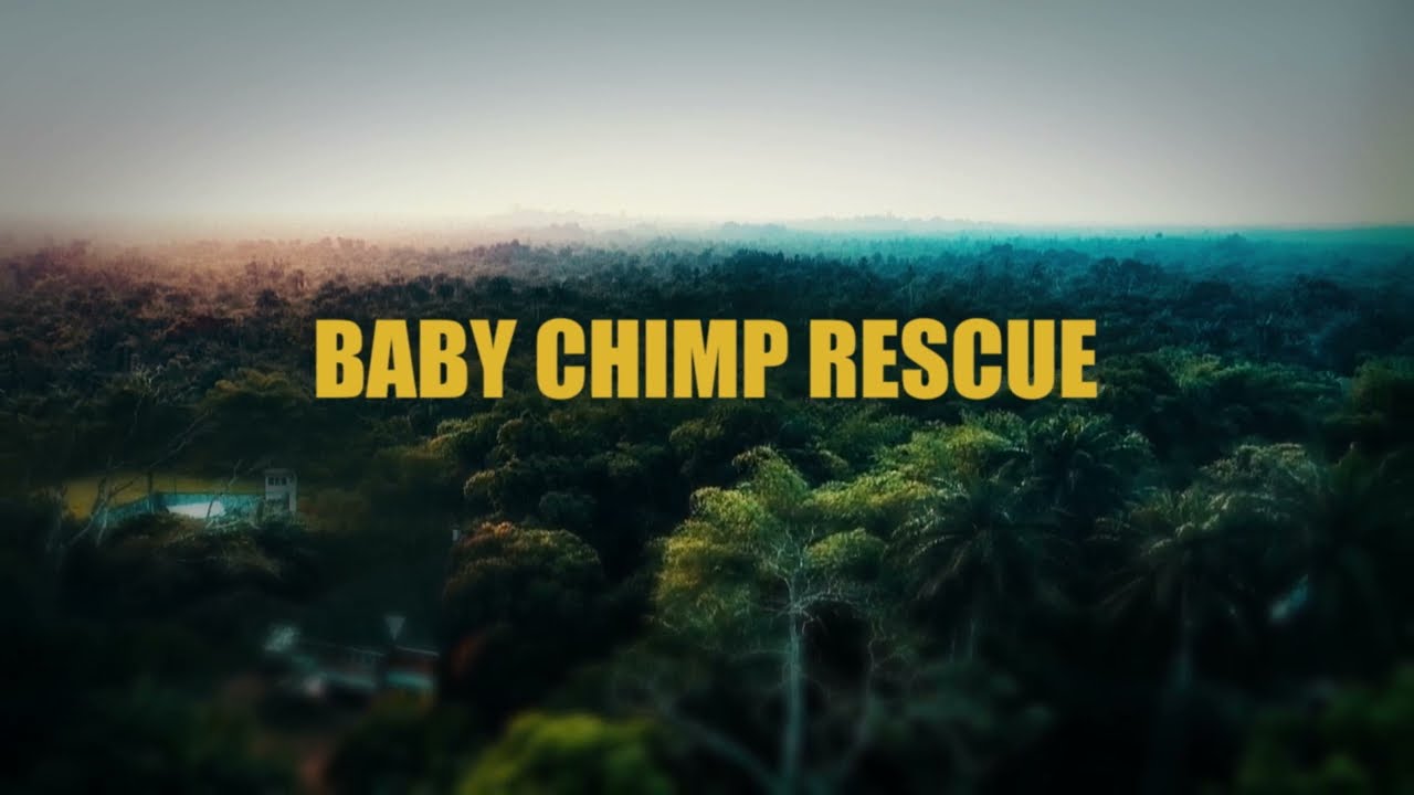 Baby Chimp Rescue
