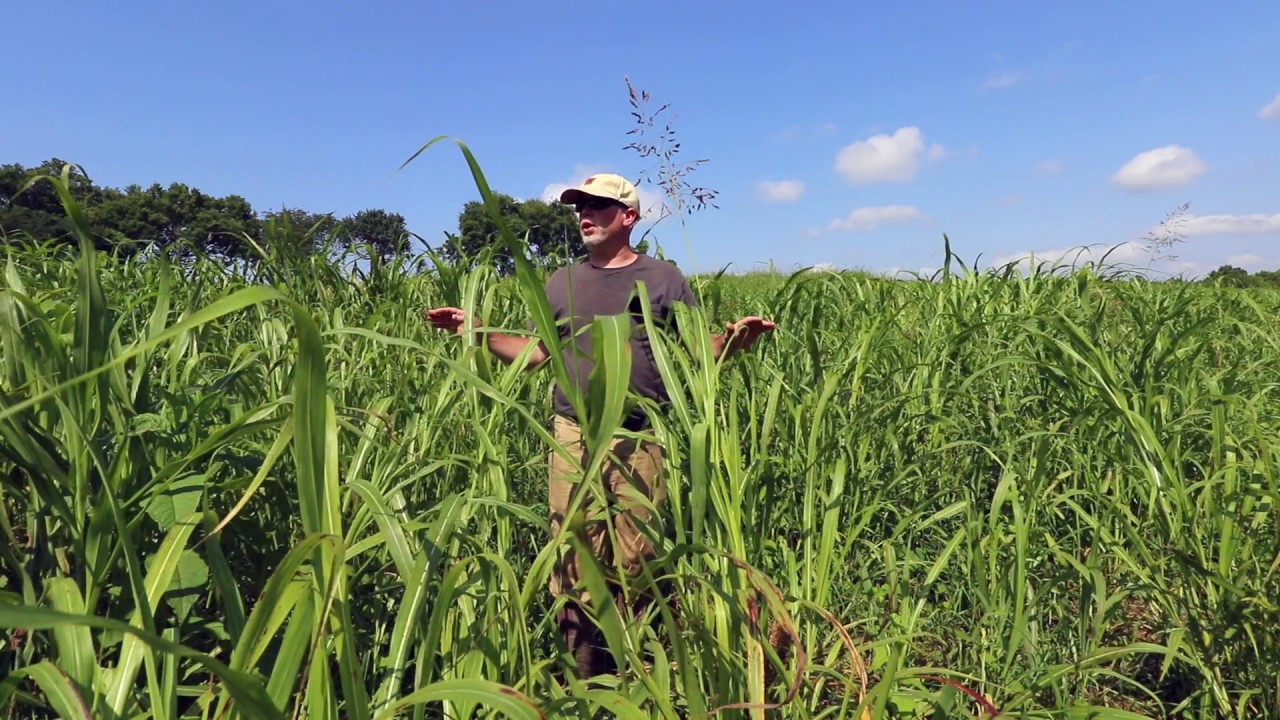 Rotational Grazing Cows in INSANELY Tall Grass!