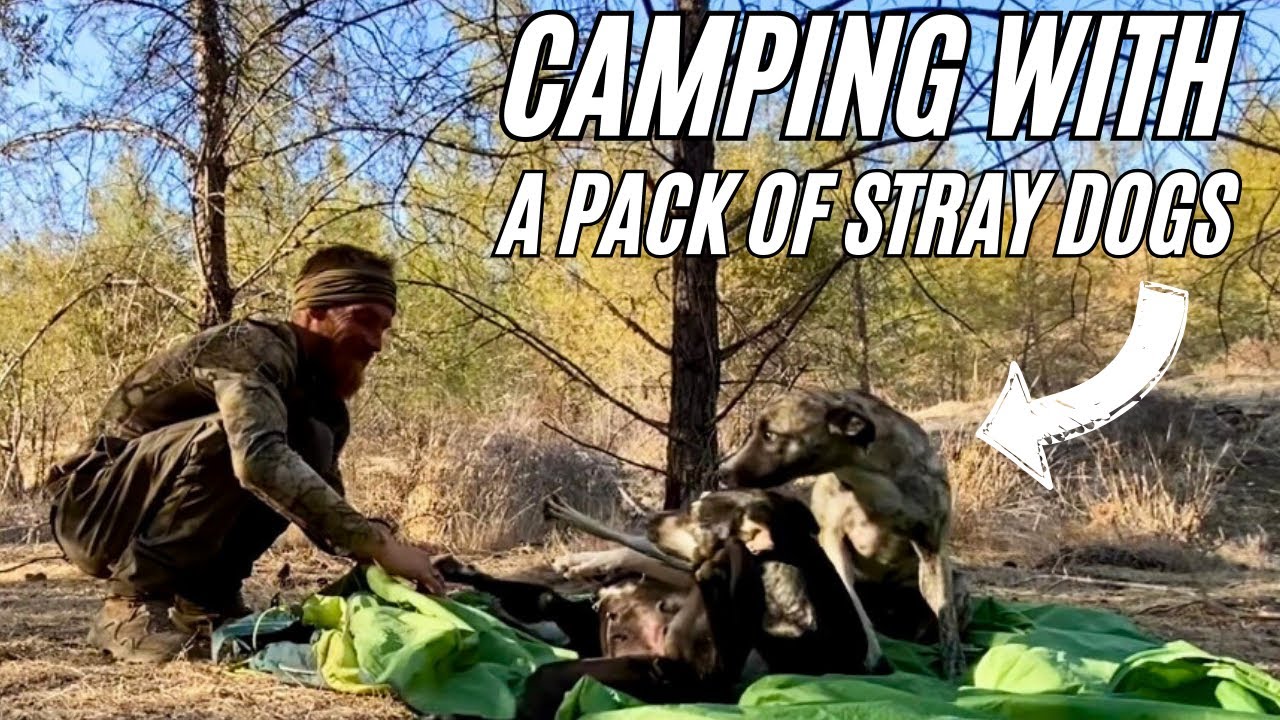 We were FOLLOWED to camp by a PACK OF DOGS!