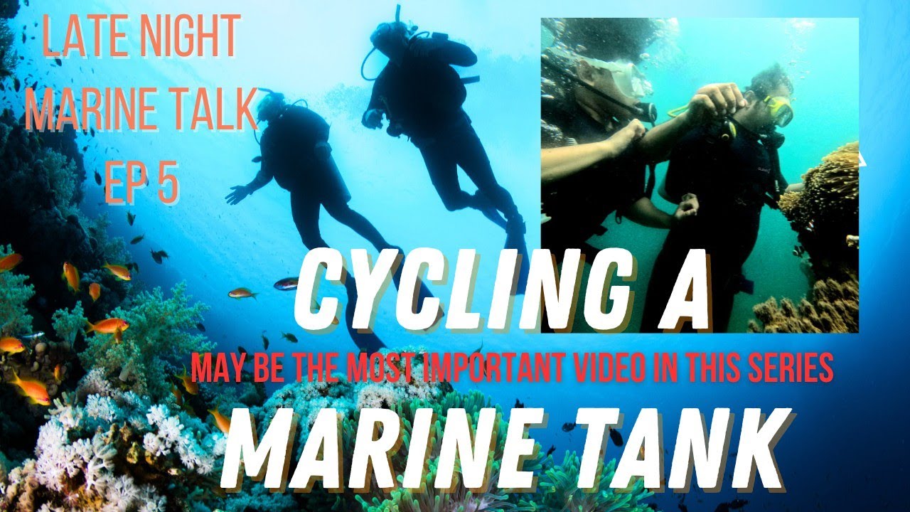 Late Night Marine talk EP 5 : May be the most important topic in marine tanks! Cycling the right way
