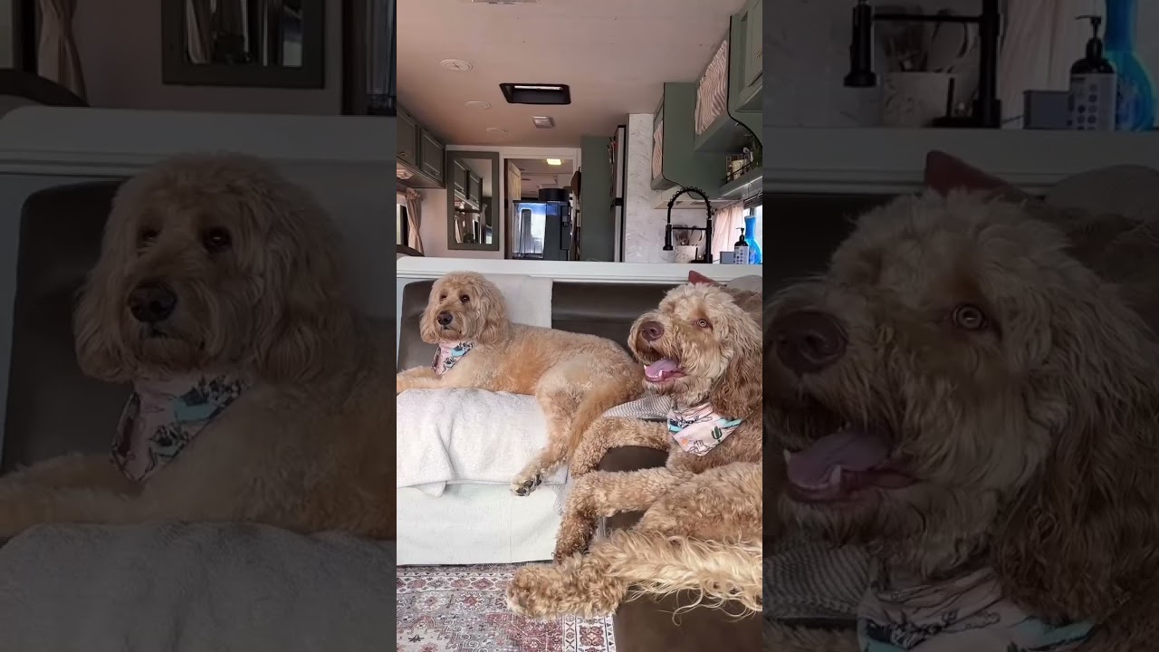 Welcome to our new home on wheels! 🚐🤍🗺️ Here&rsquo;s our RV TOUR! We have a 1997 Coachmen Spartan