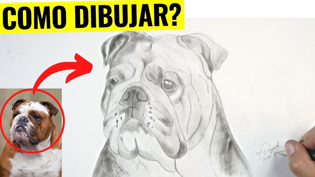 👉 Cómo Dibujar un Perro BULLDOG INGLÉS a lápiz paso a paso ✅ Cómo dibujar un bul dog realista