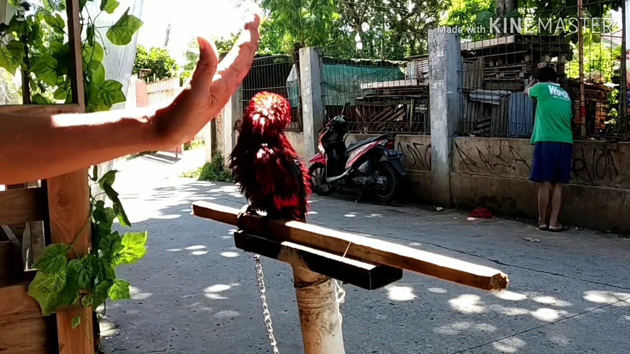 Cara Menjinakkan burung Nuri part 1