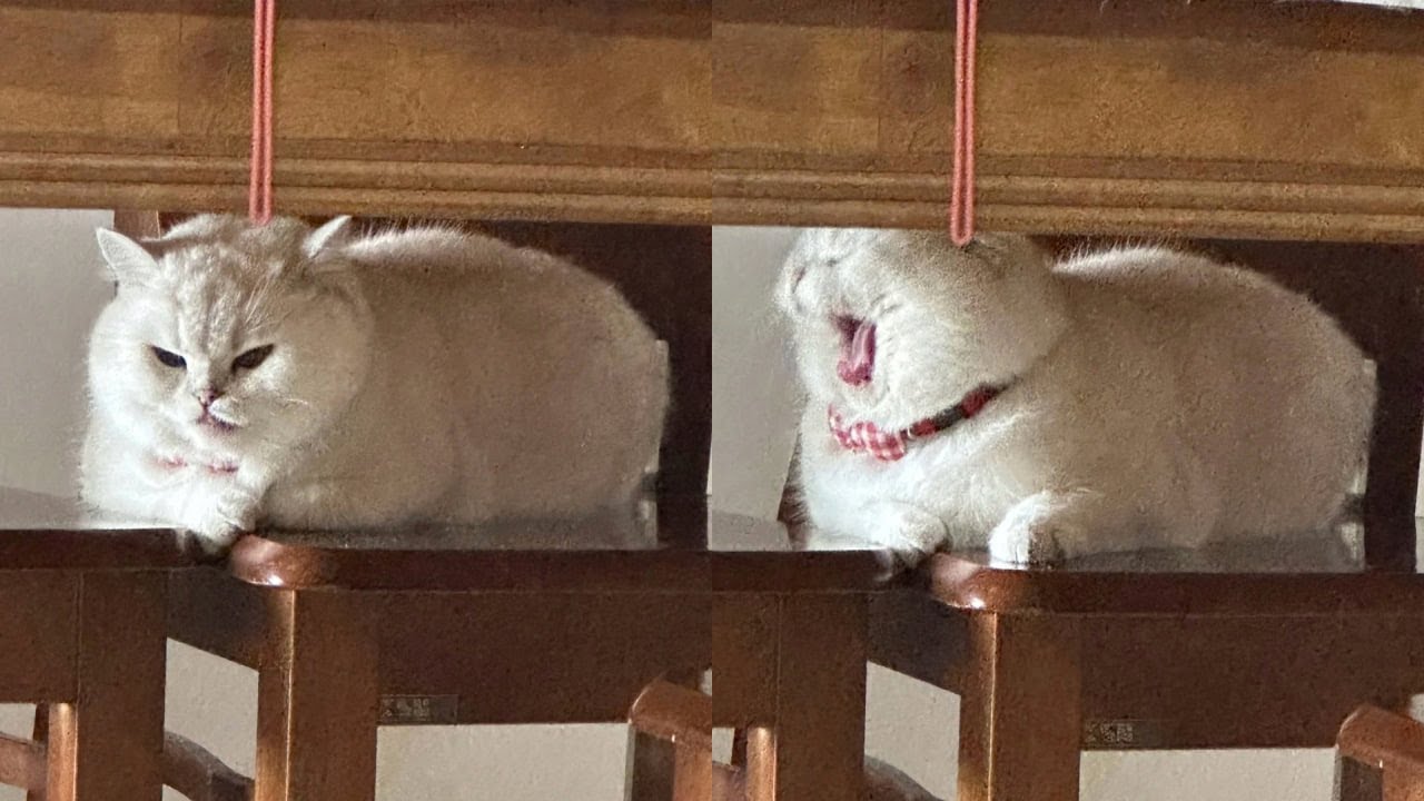 Cats Just Doing What Cats Do Best 🤣Funny Cats Videos 2025 🐱 Part 39