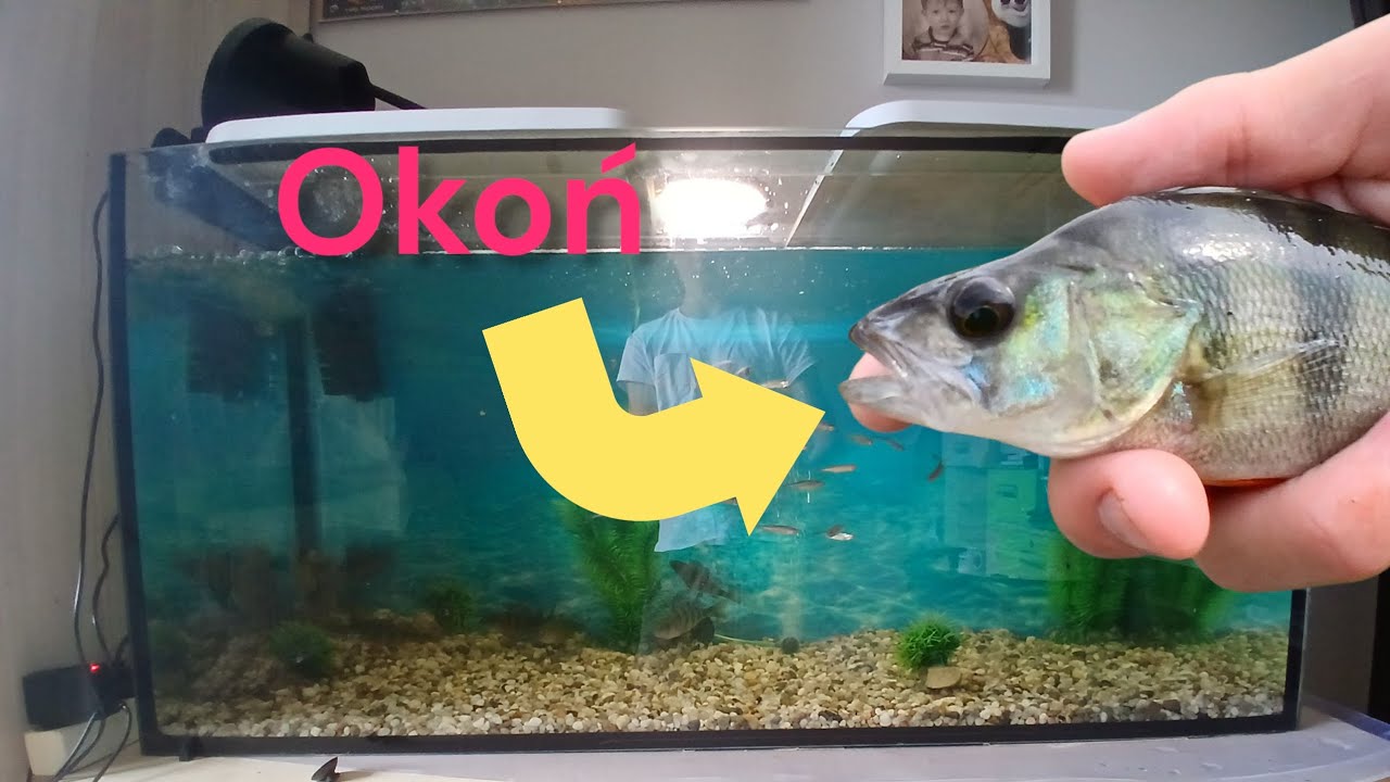 ŁOWIĘ RYBY do swojego AKWARIUM!