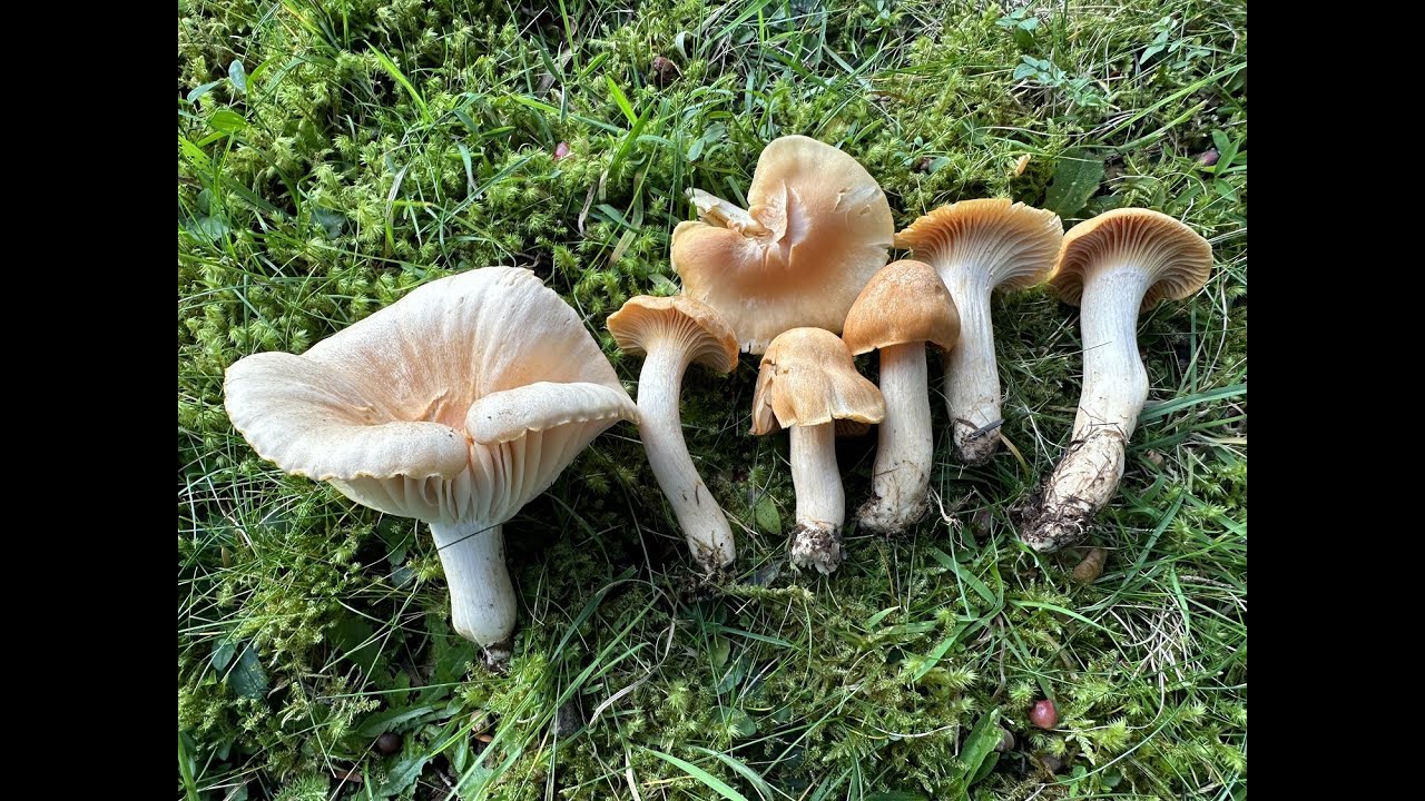 Identifying the Meadow Waxcap, Cuphophyllus pratensis