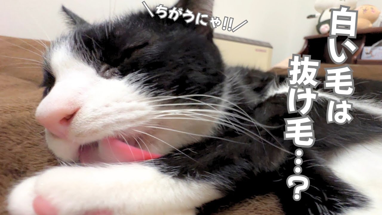 【かわいい猫】ハチワレ猫たちの不思議な毛質【今日のオロイズ】