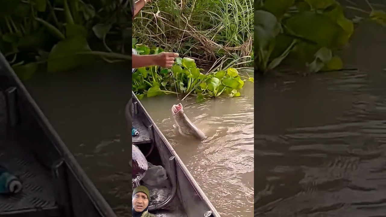 #fishing #fishcatching #fishingvideo