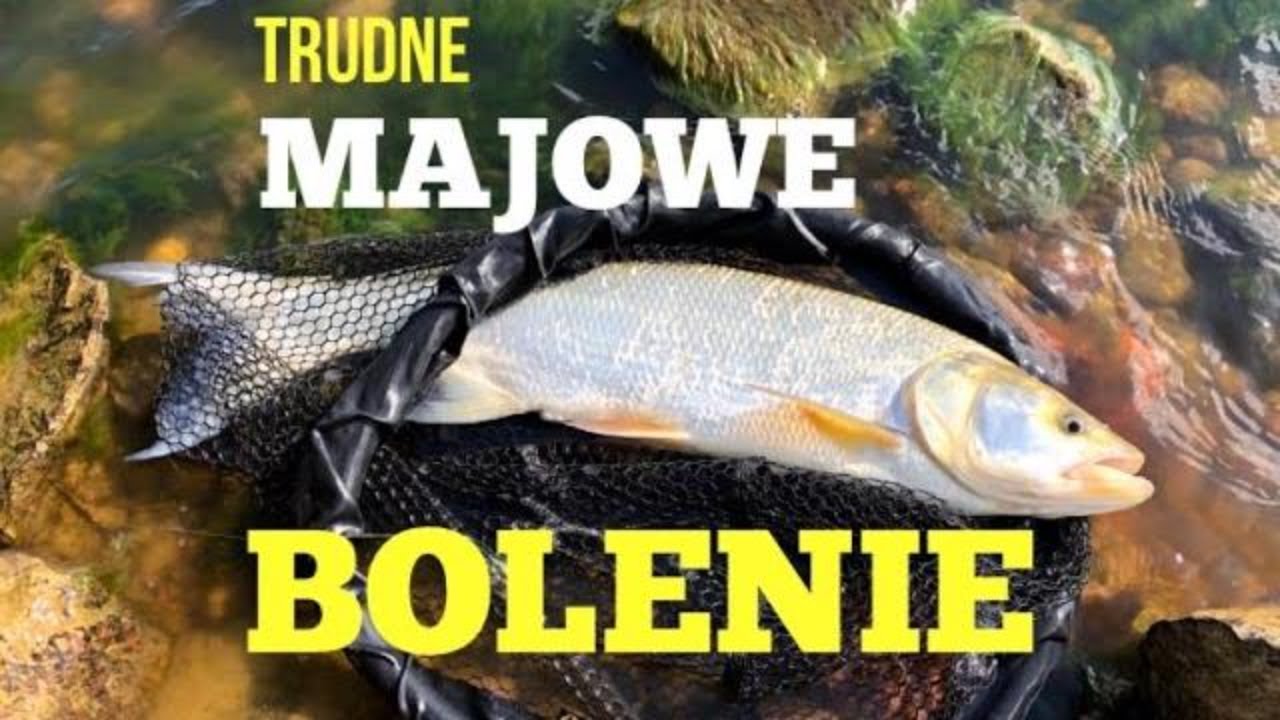 BOLENIE - trudne majowe rapy. Obławiamy główkę i łowimy bolenie z dna