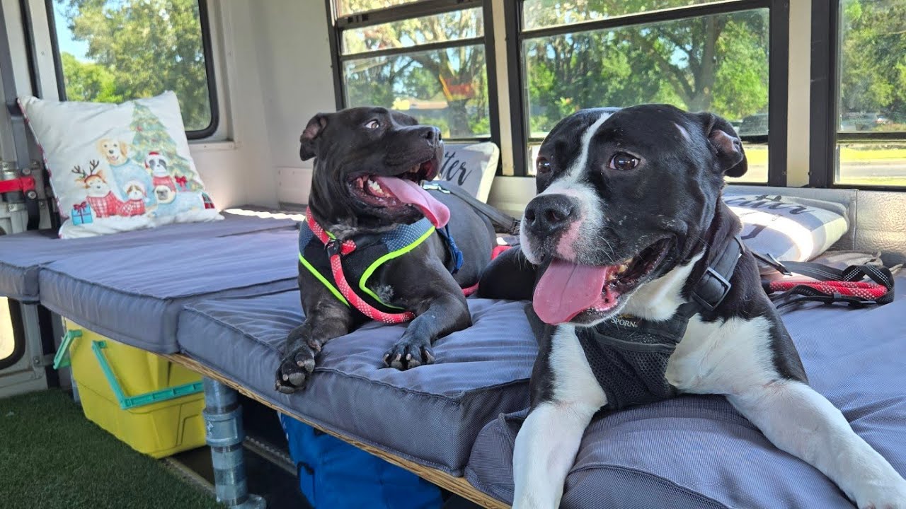 Собаки, взятые из приюта, отправляются развлекаться на автобусе The Bark Bus!!!
