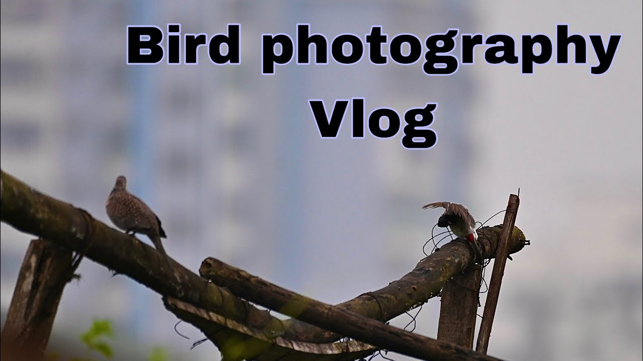 Bird photography vlog Hindi | Nikon 200-500 mm wildlife  | wildlife photography with Nikon z50ii 