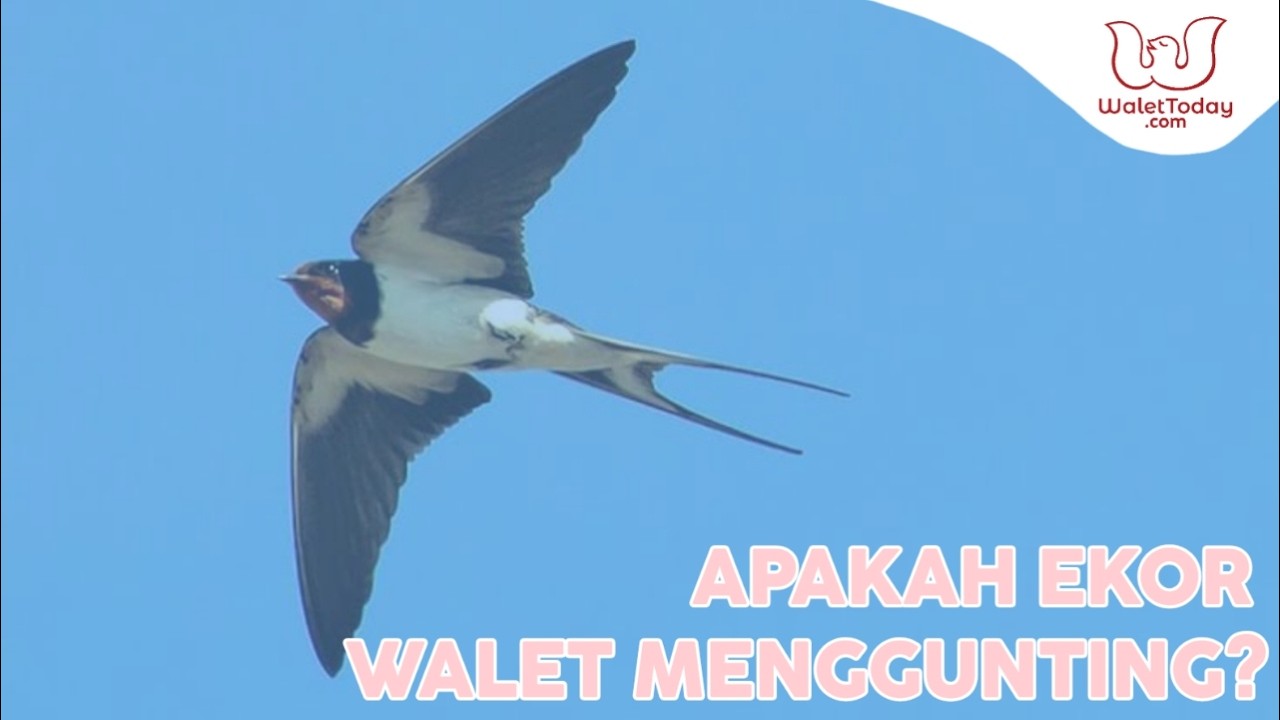 Perbedaan Burung Walet dan Layang-Layang