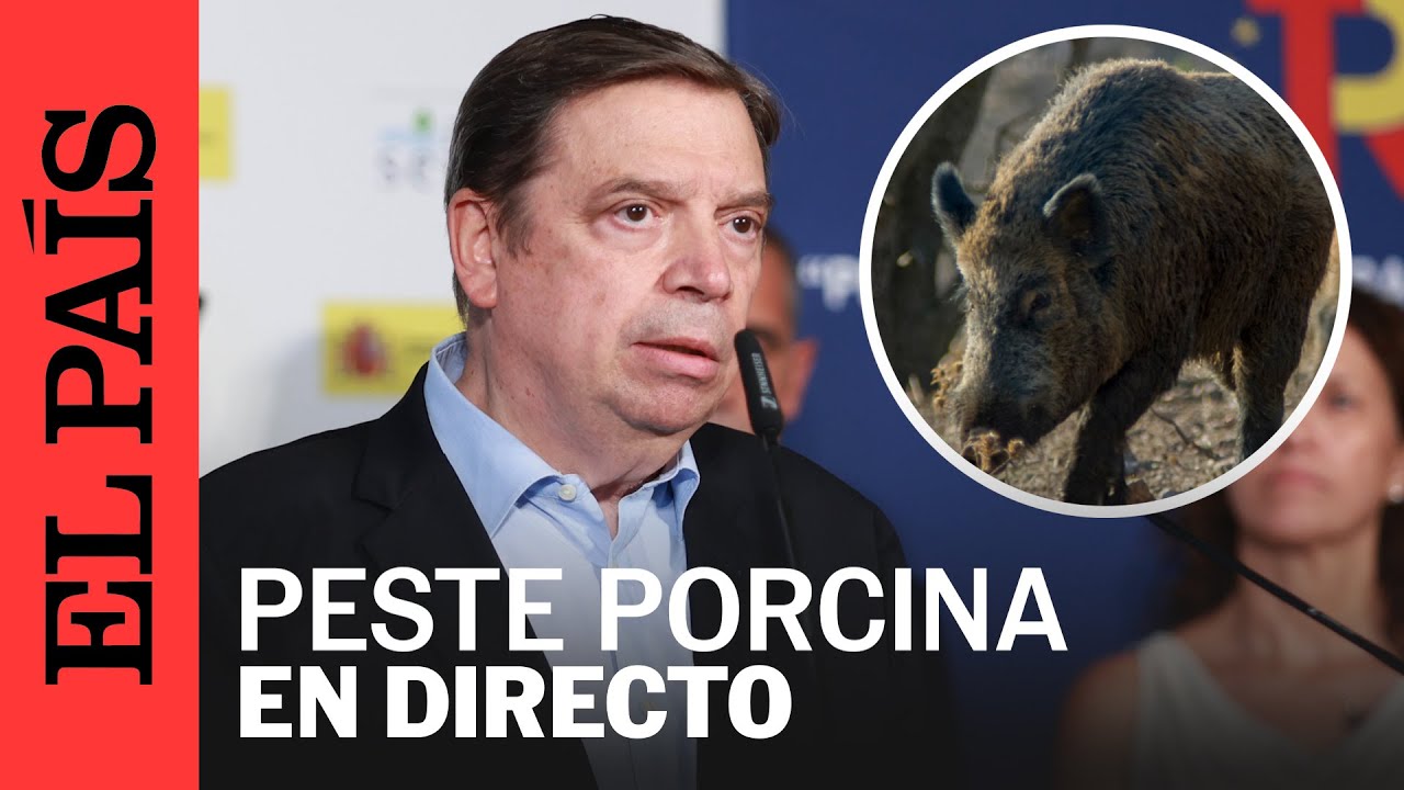 DIRECTO | Peste porcina africana: El ministro de Alimentación comparece tras los casos en Cataluña