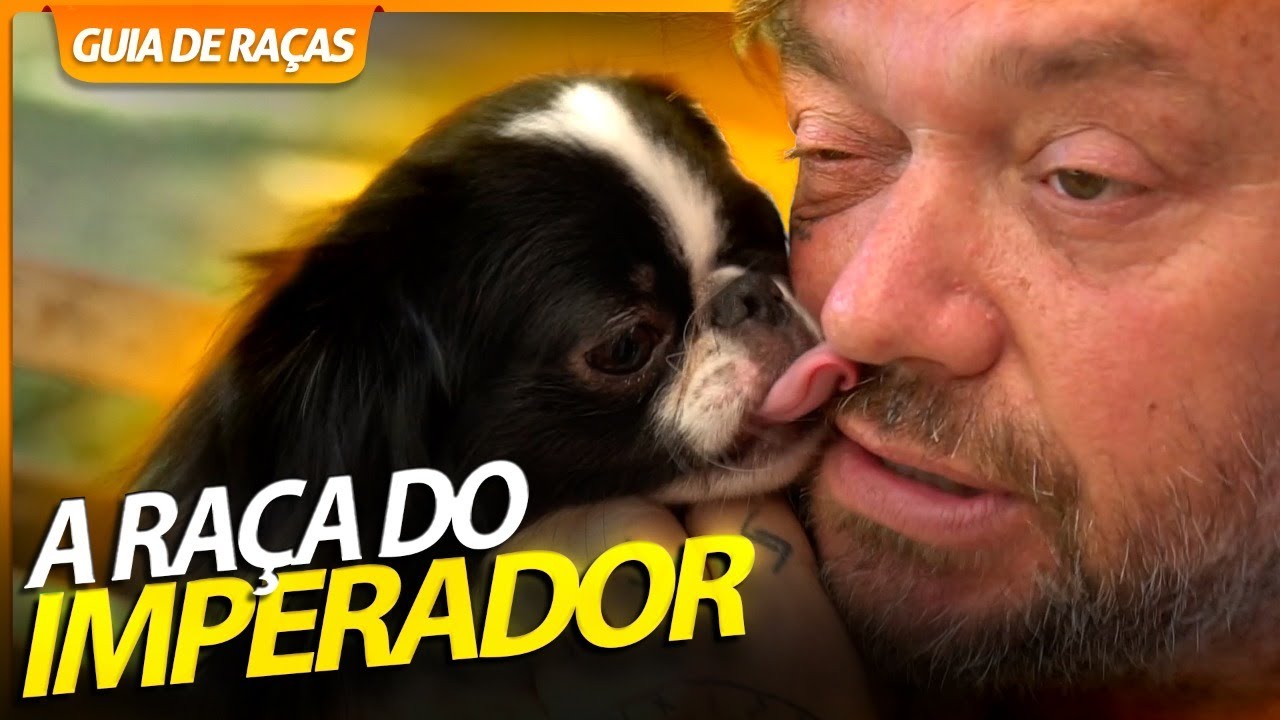 CHIN, O CÃO DOS IMPERADORES DO JAPÃO! | RICHARD RASMUSSEN