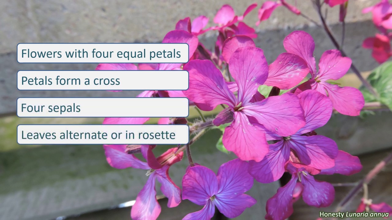 Brassicaceae - UK wildflowers - Five-minute families