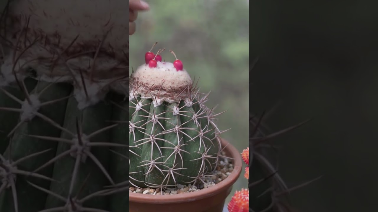 harvesting cactus seeds in my edible garden #harvesting #ediblegarden  #subscribe #ytshorts #cactus