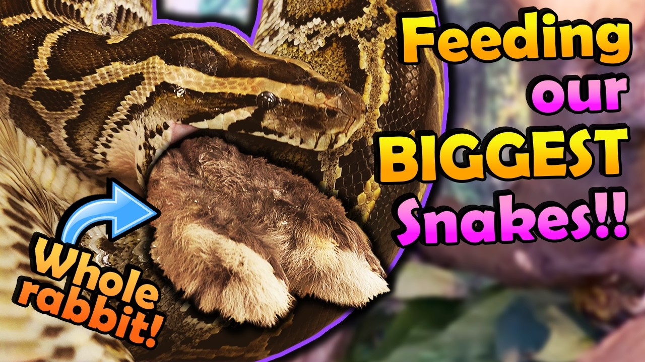 Feeding our Largest Snakes!