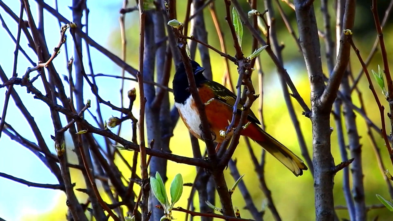 Canto del  rascador maculoso (Pipilo maculatus) / Spotted Towhee
