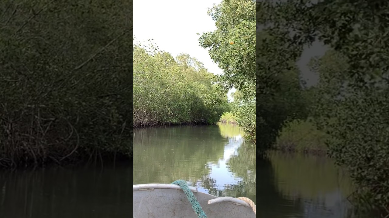 La mangrove des &icirc;les Karone #kaftv #kafountine