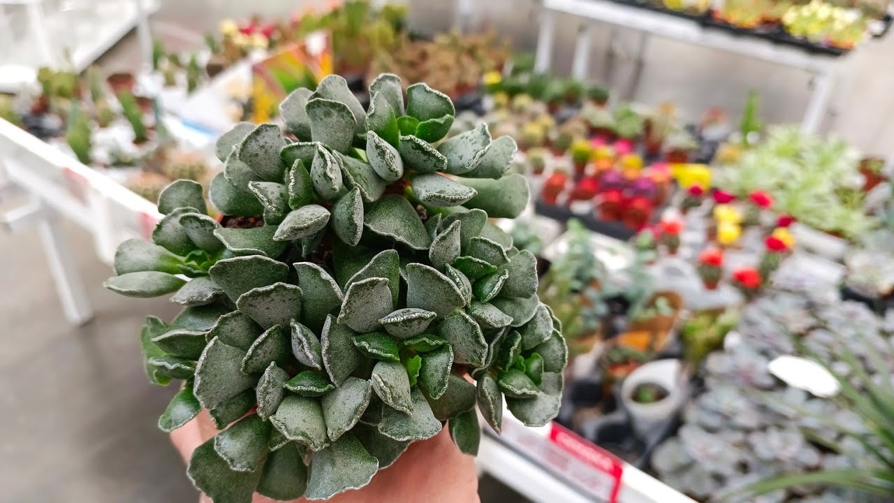 🌿АШАН🌷КОМНАТНЫЕ ЦВЕТОЧКИ💚