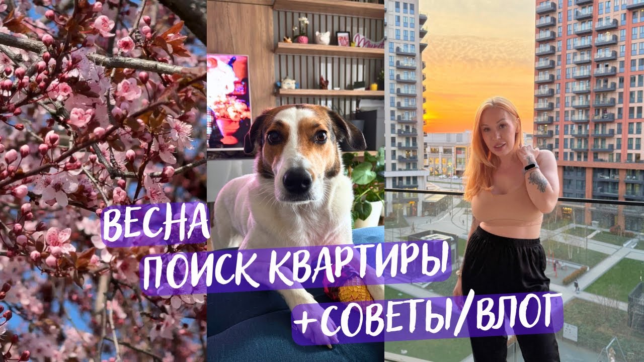 БЕЛГРАД 2026: Переезд с собакой и мартовские будни