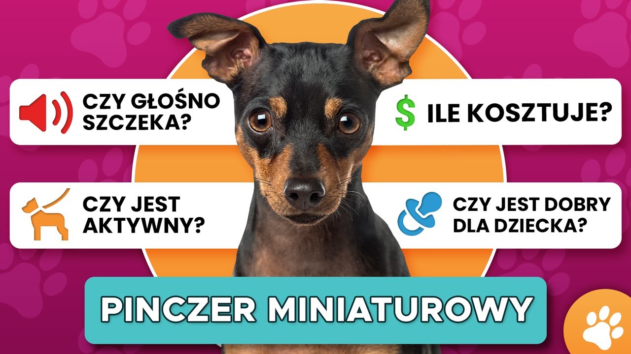 Wszystko o rasie PINCZER MINIATUROWY - DLA KOGO JEST? CZY JEST GROŹNY? z Bartłomiej "Balboa" Domalik