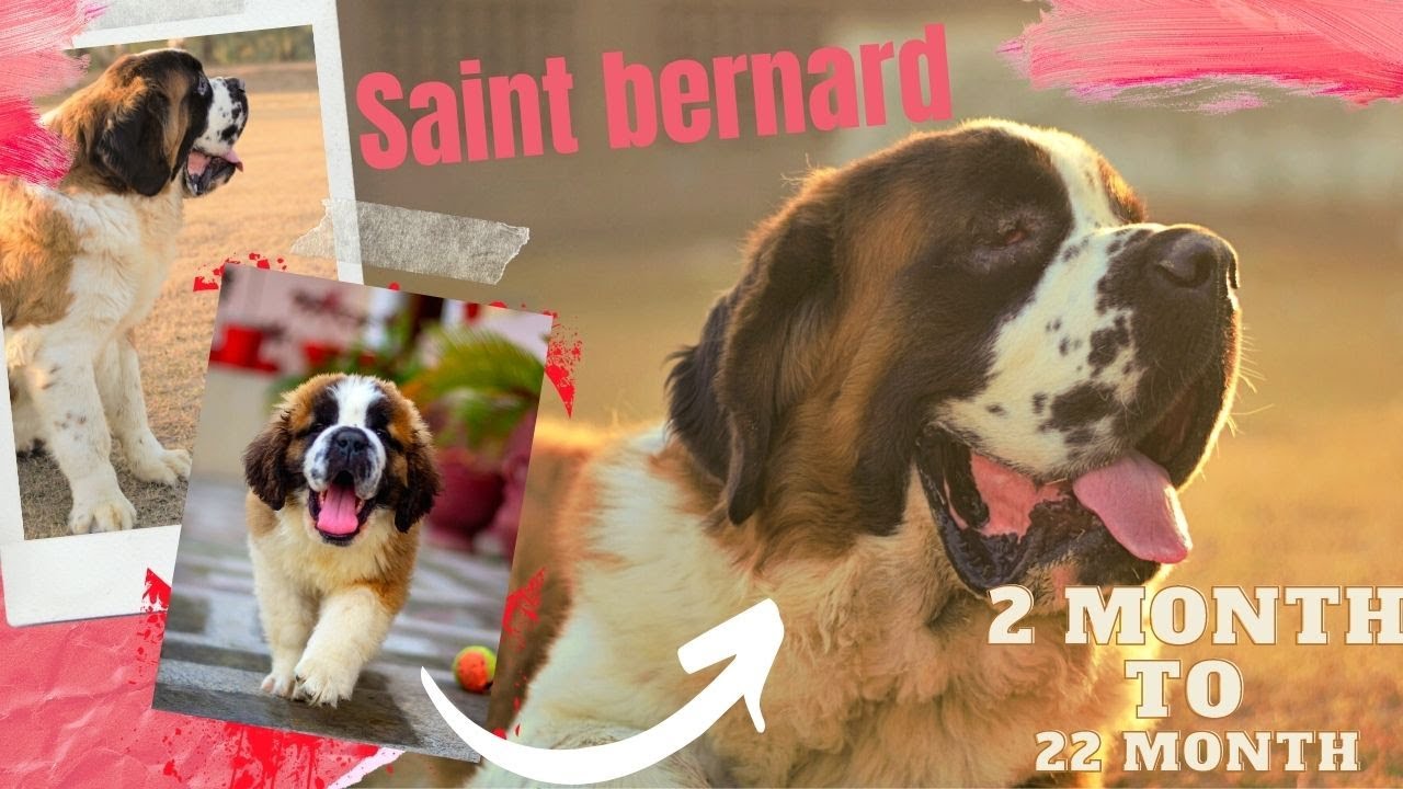Saint Bernard puppy Growing up    2 to 22 months