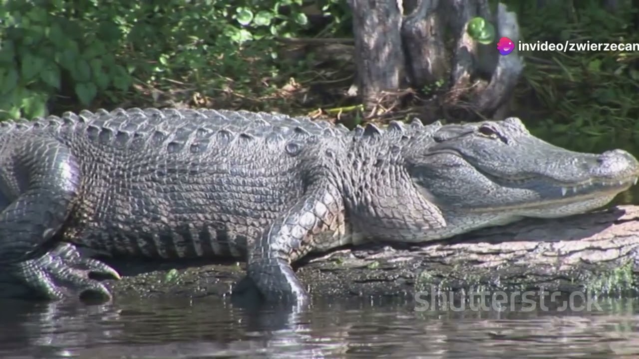 Poznaj Kr&oacute;la Bagien_ Aligator Amerykański !