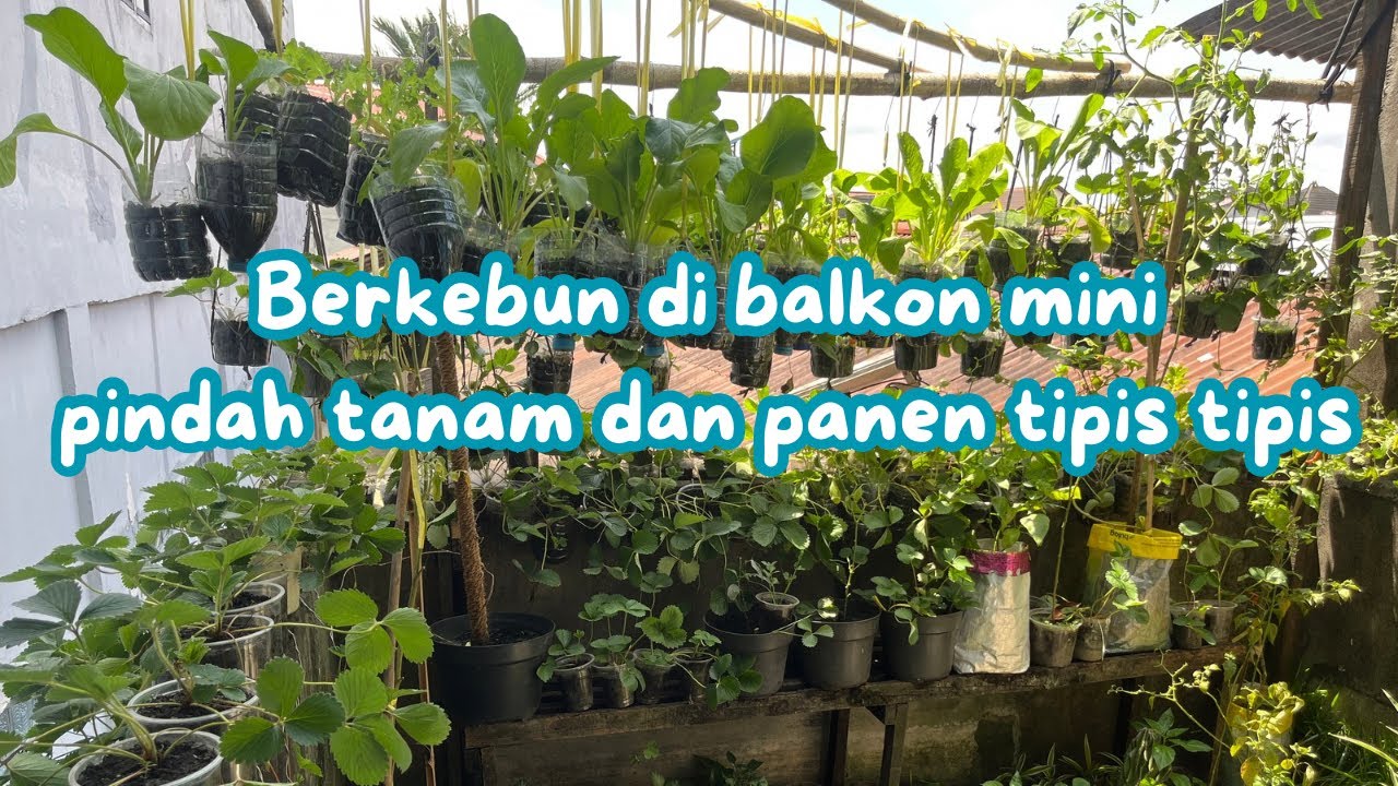 Berkebun di balkon mini pindah tanam bunga kol, cabe rawit,petik strawberry,cabe rawit dan tomat