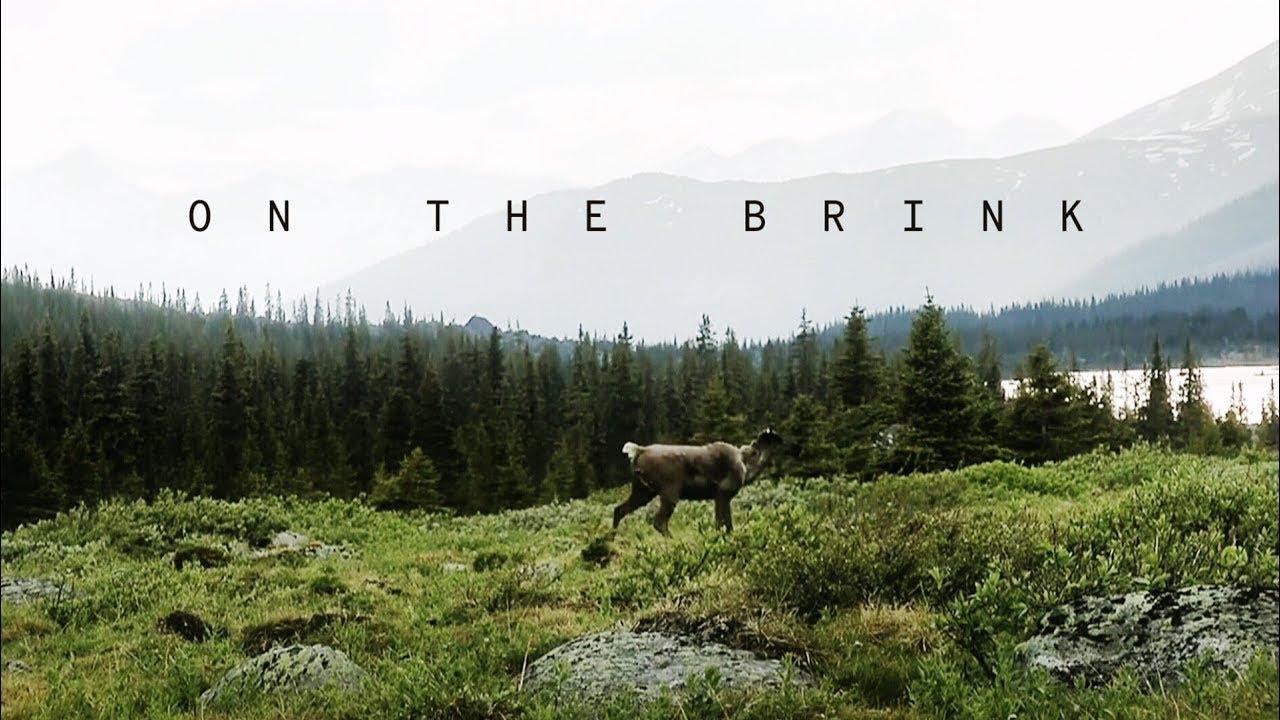 W5: The challenges facing Canada's caribou herds