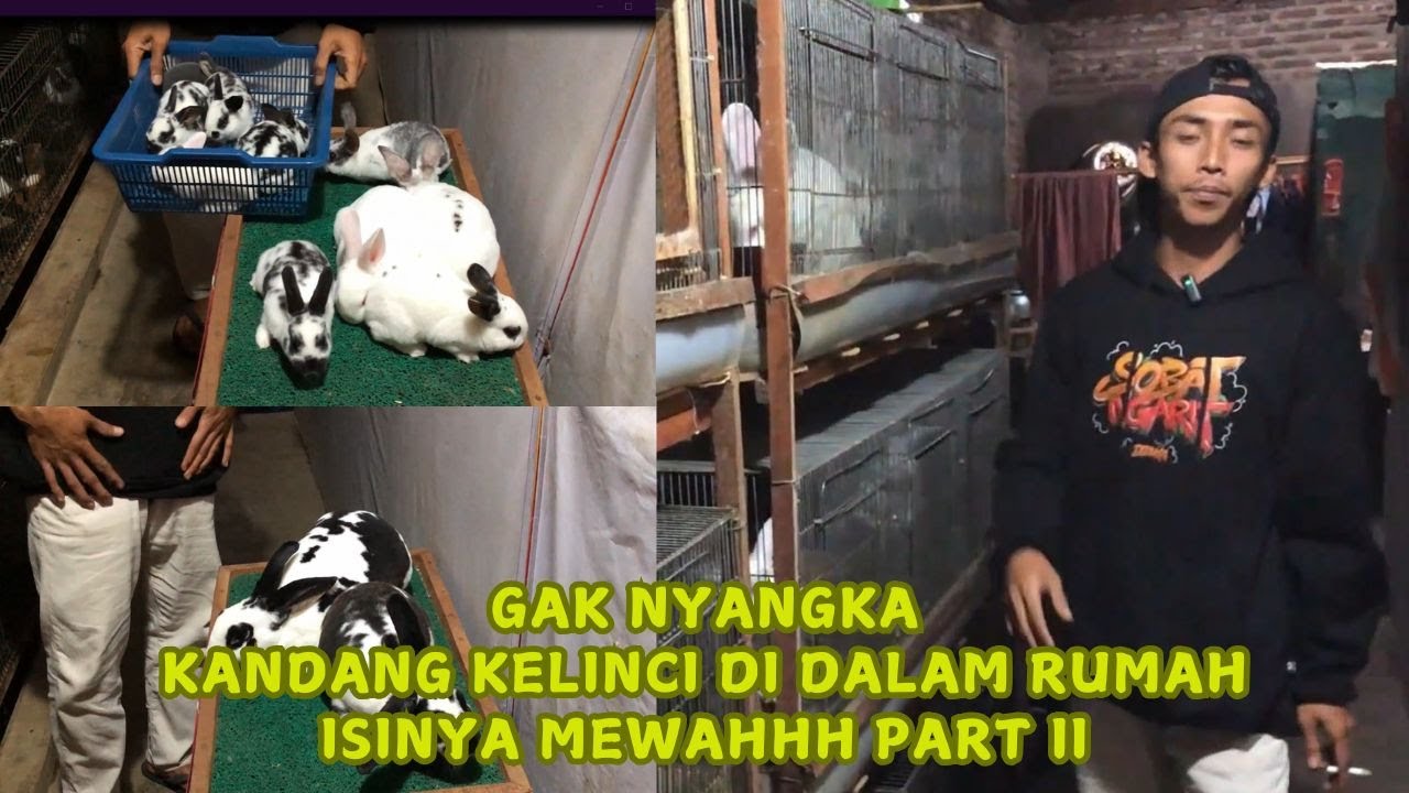 PART II. RAHASIA SUKSES TERNAK KELINCI DAN HASILKAN PULUHAN JUTA RUPIAH PER BULAN