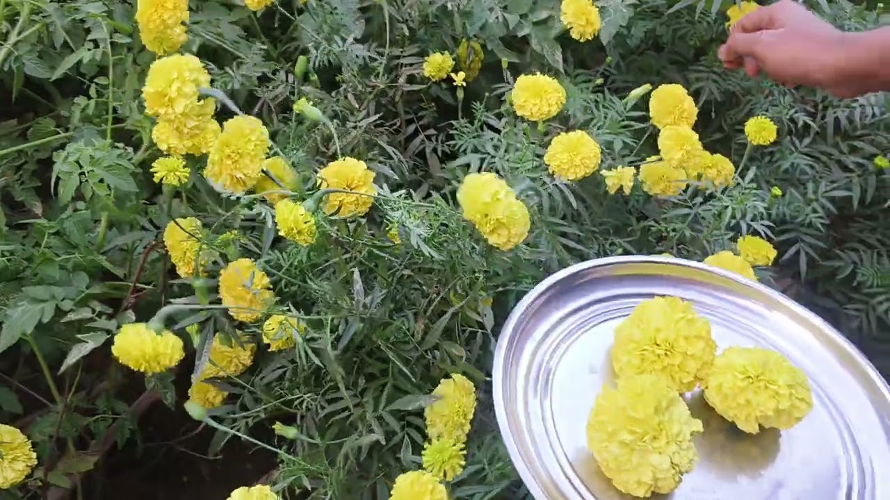 అందమైన బంతి పువ్వులు🌼